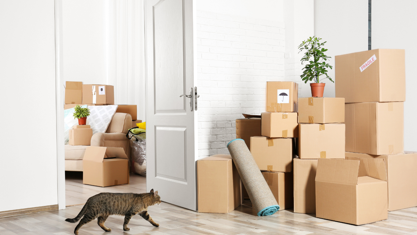 A cat walking through a room filled with boxes